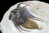 Nice, Spiny Kolihapeltis Trilobite - Rare Species #108183-4